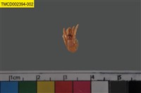 藏品(寄居蟹)的圖片